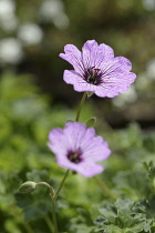 Geranium, Hardy geranium,	Two mauve coloured flowers growing outdoor.