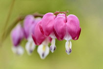 Bleeding heart, Dicentra spectabilis, Pink colloured flowers growing outdoor.