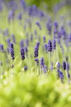 Lavender,Lavandula, Purple coloured flowers gowing outdoor.