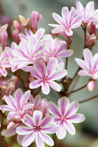 Lewisia, Heckner's lewisia, Lewisia Cotyledon var. heckneri, Mass of pink coloured flowers growing outdoor.