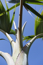 Palm, Bottle palm, Hyophorbe lagenicaulis, Close up detail showing grey colour.