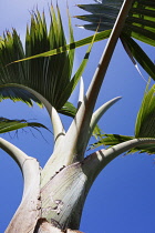 Palm, Bottle palm, Hyophorbe lagenicaulis, Close up detail showong grey colour.