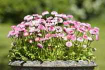 Daisy, Double daisy, Bellis perennis Tasso series, Group of pink coloured flowers growing outdoor in a planter.