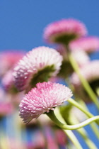 Daisy, Double daisy, Bellis perennis Tasso series, Group of pink coloured flowers growing outdoor.