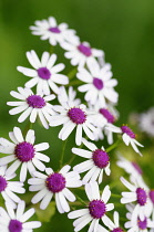 Cineraria, Webb's cineraria,	Pericallis webbii, Flowers with purple stamen and white petals growing outdoor.