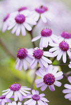 Cineraria, Webb's cineraria,	Pericallis webbii, Flowers with purple stamen and pink petals growing outdoor.