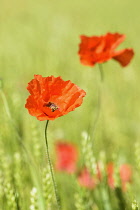 Poppy, Field poppy, Papaver rhoeas, Red flowers in field of green cereal crop.