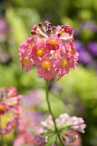 Candelabra primula,	Primula bulleyana, Pink coloured flowers growing outdoor.