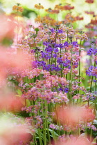 Candelabra primula,	Primula bulleyana, Pink coloured flowers growing outdoor.