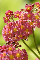 Candelabra primula,	Primula bulleyana, Pink coloured flowers growing outdoor.