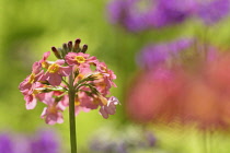 Candelabra primula,	Primula bulleyana, Pink coloured flowers growing outdoor.