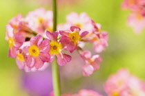 Candelabra primula,	Primula bulleyana, Pink coloured flowers growing outdoor.