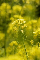 Mustard, Wild mustard, Sinapis arvensis, Yellow coloured flowers growing outdoor.