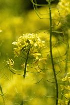 Mustard, Wild mustard, Sinapis arvensis, Yellow coloured flowers growing outdoor.