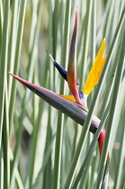 Bird of Paradise, Strelitzia parvifolia, Colourful flower growing outdoor.