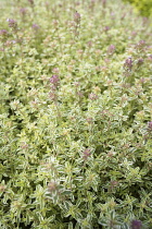 Thyme, Thyme 'Silver Queen', Thymus vulgaris 'Silver Queen', Mass of green coloured herb growing outdoor.