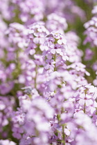 Stonecress, Persian Stonecress, Aethionema grandiflorum, Mass of small pink coloured flowers growing outdoor.