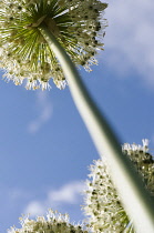 Allium,	Allium 'Mont Blanc', Looking up to globe shaped flowerhead.