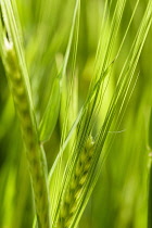 Barley, Hordeum vulgare, Mass of green unripe grain crop.