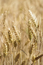 Barley, Hordeum vulgare, Mass of golden ripe grain crop.