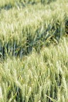 Barley, Hordeum vulgare, Mass of green unripe grain crop.