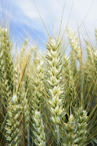 Barley, Hordeum vulgare, Mass of green unripe grain crop.