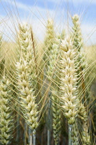 Barley, Hordeum vulgare, Mass of green unripe grain crop.