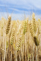 Barley, Hordeum vulgare, Mass of golden ripe grain crop.
