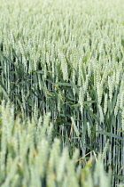Wheat, Winter wheat, Triticum aestivum, Mass of green unripe grain crop.