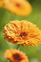 Marigold, Calendula officinalis 'Indian Prince', Orange coloured flower growing outdoor.