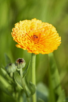 Marigold, Calendula officinalis 'Indian Prince', Orange coloured flower growing outdoor.