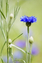 Cornflower, Centaurea cyanus, Single blue coloured flower growing outdoor.