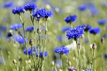 Cornflower, Centaurea cyanus, Mass of blue coloured flowers growing outdoor.