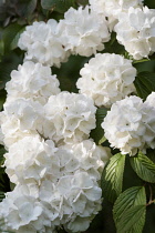 Hydrangea, Lacecap hydrangea,Hydrangea macrophylla, Mass of white coloured flowers growing outdoor.
