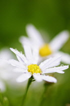 Korean aster, 	Kalimeris incisa 'Charlotte', White coloured flower with yellow stamen growing outdoor.