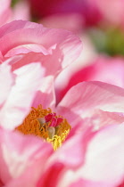 Peony	, Paeonia 'Flame', Close up of pink coloured flower growing outdoor.