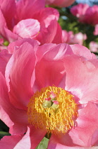Peony	, Paeonia 'Flame', Close up of pink coloured flower growing outdoor.
