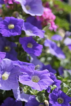 Petunia, Petunia cultivar,  Purple coloured flowers growing outdoor.