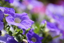 Petunia, Petunia cultivar,  Purple coloured flowers growing outdoor.