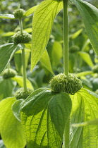 Phlomis, Phlomis anatolica 'Lloyd's variety', Green coloured plant gbrowing outdoor.