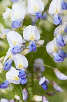 Wisteria, Japanese Wisteria, Wisteria floribunda, Blue and white coloured flowers growing outdoor.