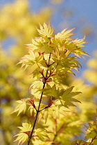 Japanese maple 'Orange Dream',	Acer palmatum 'Orange Dream', Golden coloured leaves with distinctive pattern.