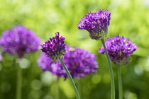 Allium,	Allium Hollandicum 'Purple Sensation', Flowers emerging.