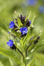 Alkanet, Anchusa azurea 'Loddon Royalist', Tiny blue coloured flowers growing outdoor.