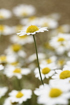 Sicilian chamomile, Anthemis punctata subsp. cupaniana, Mass of daisy like flowers growing outdoor.