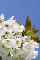 Apple, Malus domestica 'Woolbrook Russet', White blossoms on the tree.