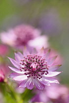 Astrantia, Masterwort, Great masterwort, Astrantia major, Close up of pink coloured flower growing outdoor.