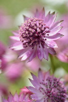 Astrantia, Masterwort, Great masterwort, Astrantia major, Close up of pink coloured flower growing outdoor.