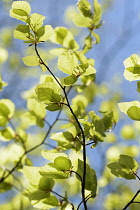 Beech, Fagus sylvatica, Backlit leaves of the tree against a blue sky.