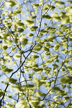 Beech, Fagus sylvatica, Backlit leaves of the tree against a blue sky.